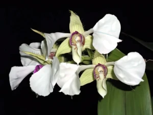 Bild von Dendrobium eximium 3
